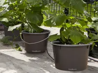 Plantespann 5 stk.