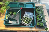 Planting