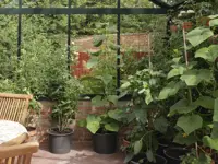 Tomatspiral